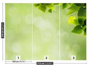 Fotótapéta Zöld levelek 104x70