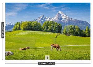 Fotótapéta Alps tehenek 104x70