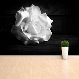 Fotótapéta vlies tapéta fehér rózsa 104x70 cm