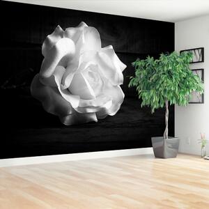 Fotótapéta vlies fehér rózsa 104x70 cm