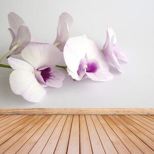 Fotótapéta fehér orchideák 104x70