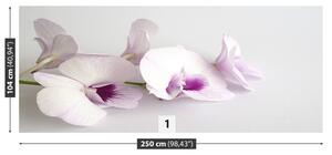 Fotótapéta fehér orchideák 104x70