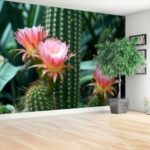 Fotótapéta kaktusz virág 104x70
