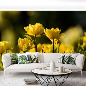 Fotótapéta vlies tapéta sárga tulipán 104x70 cm