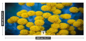Fotótapéta sárga virágok 104x70