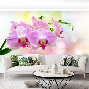 Fotótapéta rózsaszín orchidea 104x70