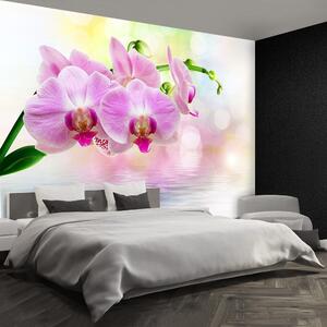 Fotótapéta rózsaszín orchidea 104x70