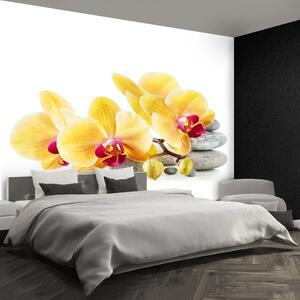 Fotótapéta sárga orchidea 104x70