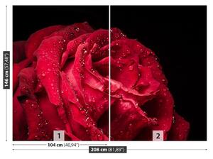 Fotótapéta vörös rózsa 104x70