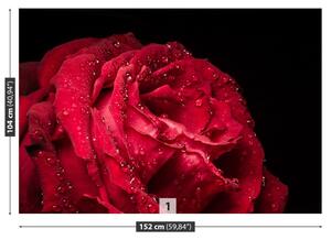 Fotótapéta vörös rózsa 104x70