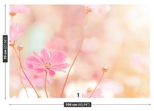 Fotótapéta Rózsaszín virágok kozmosz 104x70