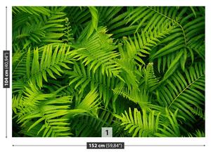 Fotótapéta páfrány zöld 104x70
