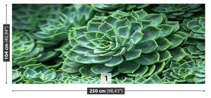 Fotótapéta kaktusz zöld 104x70