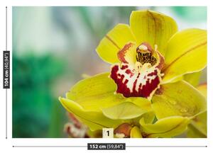 Fotótapéta sárga orchidea 104x70