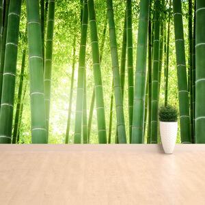 Fotótapéta vlies tapéta bambusz erdő 104x70 cm