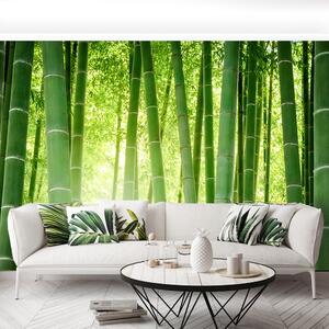 Fotótapéta vlies tapéta bambusz erdő 104x70 cm
