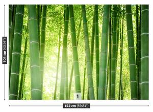 Fotótapéta bambusz erdő 104x70