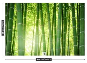 Fotótapéta bambusz erdő 104x70