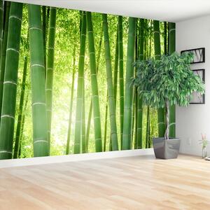 Fotótapéta vlies bambusz erdő 104x70 cm