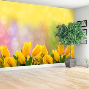 Fotótapéta sárga tulipán 104x70
