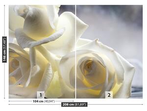 Fotótapéta Fehér rózsák 104x70