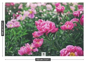 Fotótapéta rózsaszín bazsarózsák 104x70