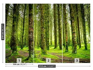 Fotótapéta fák 104x70