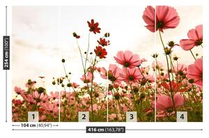 Fotótapéta Cosmos virágok 104x70