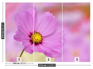 Fotótapéta rózsaszín kozmosz 104x70