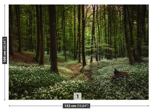 Fotótapéta tavaszi erdő 104x70