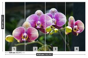 Fotótapéta lila orchidea 104x70