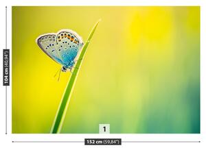 Fotótapéta pillangó 104x70