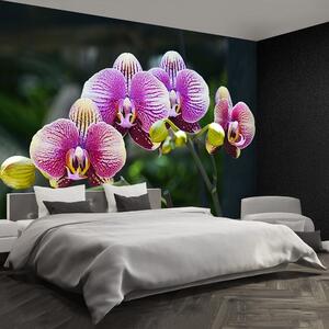 Fotótapéta lila orchidea 104x70