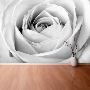 Fotótapéta fehér rózsa 104x70