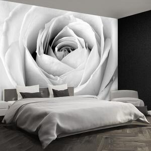Fotótapéta fehér rózsa 104x70