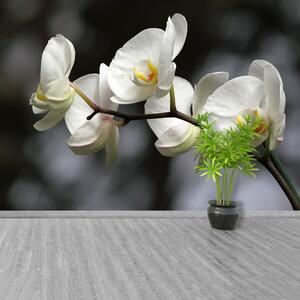 Fotótapéta Fehér orchidea 104x70