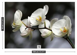 Fotótapéta Fehér orchidea 104x70