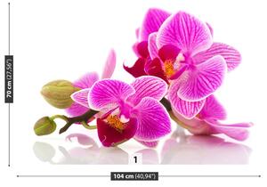 Fotótapéta orchidea virágok 104x70