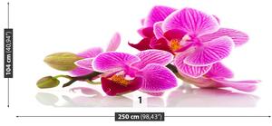 Fotótapéta orchidea virágok 104x70