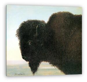 Albert Bierstadt: Bölényfej (vászonkép)
