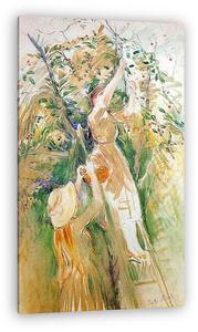 Berthe Morisot: Cseresznyefa tanulmány (vászonkép)