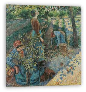 Camille Pissarro: Almaszedés (vászonkép)