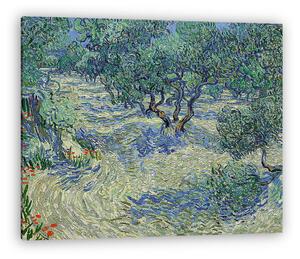 Vincent Van Gogh: Olajfa ültetvény (vászonkép)