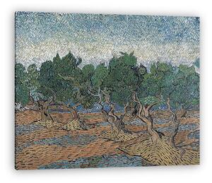 Vincent Van Gogh: Olajfa liget (vászonkép)