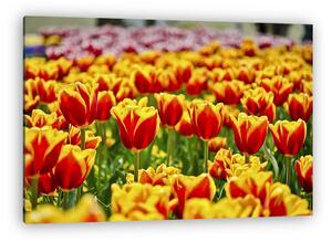 Tulipánmező (vászonkép)