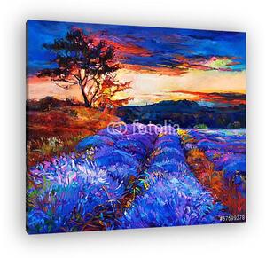 Lavender mezők (vászonkép)