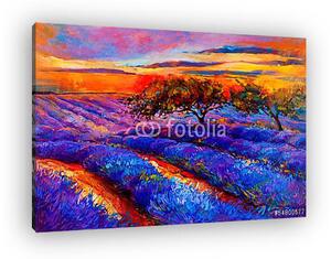 Lavender mezők (vászonkép)