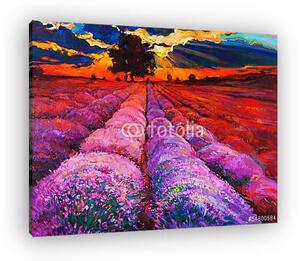 Lavender mezők (vászonkép)