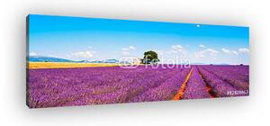 Levendula virágok virágzó mező, ház és fa. Provence, Franc (vászonkép)