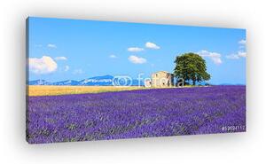 Levendula virágok virágzó mező, ház és fa. Provence, Franc (vászonkép)